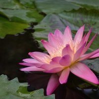 "Цветы-это звёзды на земле..".  Нимфея ...... :: Галина 