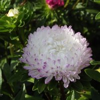 Астра :: Freddy 97