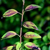 Листья бывают разные... :: Николай Саржанов