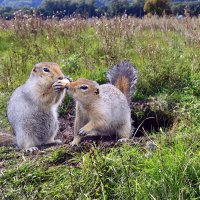 Из жизни сусликов. :: Николай Рубцов