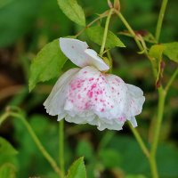 Веснушчатая осенняя :: Светлана 