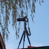 "Кухня" охоты на скворца :) :: Владимир Иванович