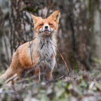 Лиса. :: Nik Lovec