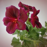 Цветёт моя герань сорта "Ромео". :: Лилия *