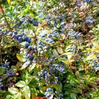 Магония падуболистная :: Veera V