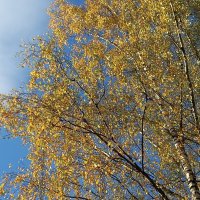 Берёзка :: BoxerMak Mak