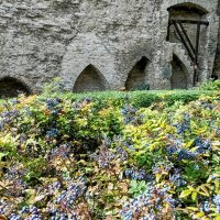 Магония падуболистная :: Veera V