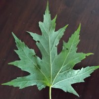 Кленовый листочек :: Дмитрий Никитин Кленовый листочек :: Дмитрий Никитин