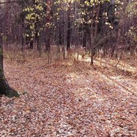 осень :: Владимир 