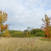 Порыжела степь, ветер дует в даль... :: Надежда Куркина 