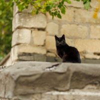 Котейка :: Светлана Тихонина