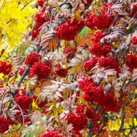 Осень .Дождь.Рябина :: Ольга Митрофанова Осень .Дождь.Рябина :: Ольга Митрофанова