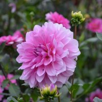 Георгин :: Татьяна Тюменка