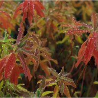 Картинка октября :: Валентин Котляров