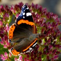 опять бабочки 7 :: Александр Прокудин опять бабочки 7 :: Александр Прокудин