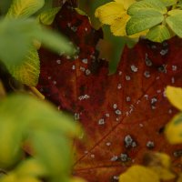 Листья сквозь листья :: Мария Яковлева