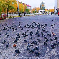 Осень городских голубей :: Владимир 