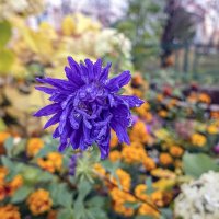 Лохматая :: Валерий Иванович