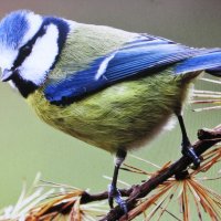 Лазоревка прилетела :: Людмила Смородинская