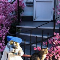 Зеленоградские котики. :: Ольга 