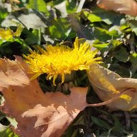 Ночные  -11, а одуванчики цветут :: Валентина Богатко 