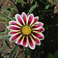 Цветы. :: Владимир Драгунский