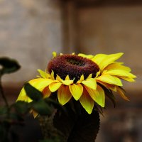 Цветочек :: Юрий Гайворонскiий