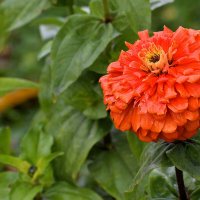 Яркая, дерзкая, стойкая циния. :: Татьяна Помогалова Яркая, дерзкая, стойкая циния. :: Татьяна Помогалова