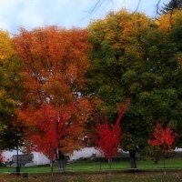 Палитра осенних красок в одном ряду. :: Татьяна Помогалова Палитра осенних красок в одном ряду. :: Татьяна Помогалова