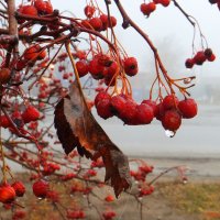 И снова дождик моросит туманным утром. :: Андрей Заломленков