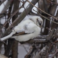 из жизни воробьев.белый воробей. :: юрий макаров из жизни воробьев.белый воробей. :: юрий макаров