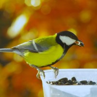 "Простая" синица :: Юрий Куликов "Простая" синица :: Юрий Куликов