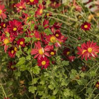 Мы цветём, непогода ни почём. :: Петр Беляков