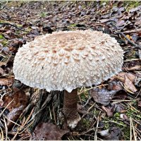 Зонтик. :: Валерия Комова