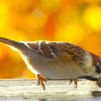 "Не пускают к кормушке, ладно - семечко нашёл !" :: Юрий Куликов
