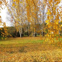 *** :: Лариса С.