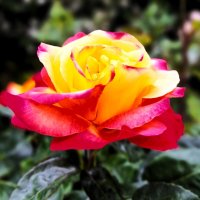 Роза :: Наталья Роза :: Наталья