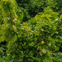 Каштаны :: Ирина Соловьёва