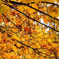 Осенние кружева,,, :: Анатолий Колосов Осенние кружева,,, :: Анатолий Колосов