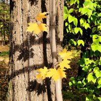 *** :: Любимова Ольга 