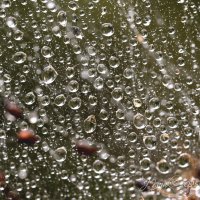 *** :: Елена Kазак (selena1965) *** :: Елена Kазак (selena1965)