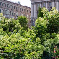 буйство гортензии :: navalon M