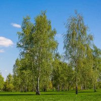 Берёзки. :: Nik Lovec