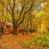 В осеннем парке... :: Владимир Жданов