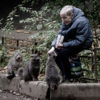 Про воспитанных питерских котов :: Роман никандров