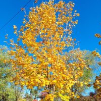 Ростовская осень :: Нина Бутко