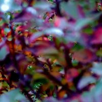 .. таинственное макро:  увидев Это, я ужаснулась... :: galalog galalog