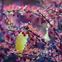 17 октября :: Михаил Бибичков