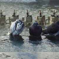 ожидание тёпленькой :: sv.kaschuk 