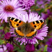 опять бабочки 15 :: Александр Прокудин